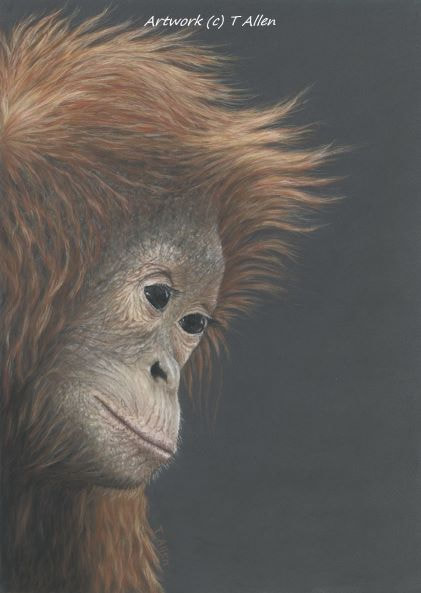 Orangutan Artwork